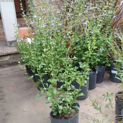 Salvia africana - comprar online