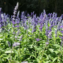 Salvia Farinácea en internet