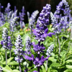 Salvia Farinácea