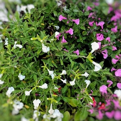 Salvia Greggii - comprar online