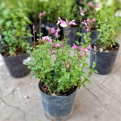 Salvia Greggii en internet