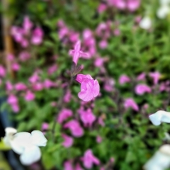 Salvia Greggii - Vivero Mario