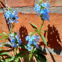 Salvia uliginosa
