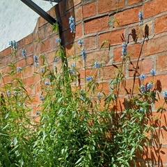 Salvia uliginosa en internet