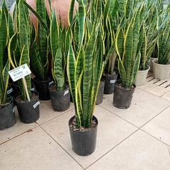 Sansevieria en internet