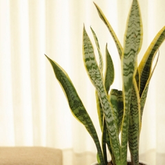 Sansevieria