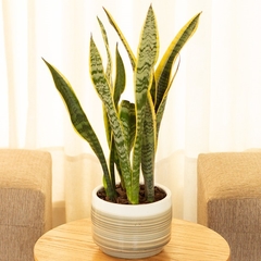 Sansevieria en internet