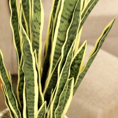 Sansevieria Variegada (Artificial) - comprar online