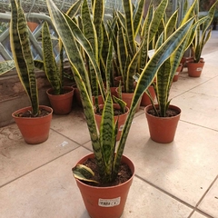 Sansevieria - comprar online