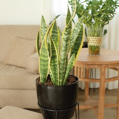 Sansevieria - comprar online