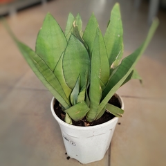 Sansevieria Moonshine - Vivero Mario