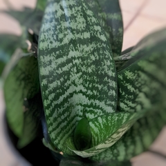 Sansevieria Enana