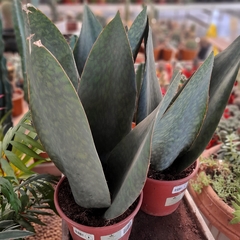 Sansevieria Masoniana en internet