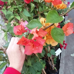 Santa Rita - Vivero Mario