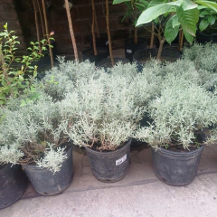 Santolina en internet