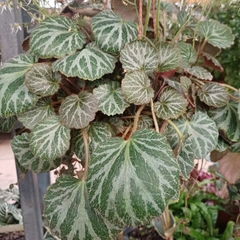 Saxifraga