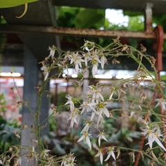 Saxifraga - comprar online