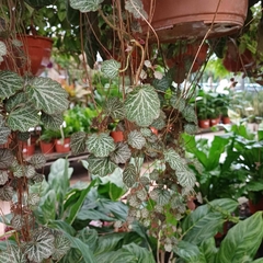 Saxifraga - Vivero Mario