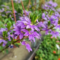 Scaevola