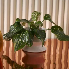 Maceta Scala (Roma) - tienda online