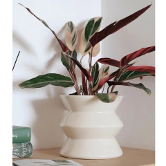 Maceta Scala (Roma) en internet