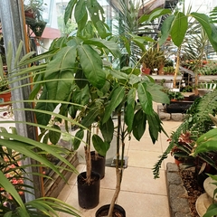 Aralia Arboricola