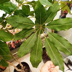 Aralia Arboricola