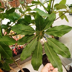 Aralia Arboricola - Vivero Mario