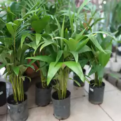 Seafortia - Vivero Mario