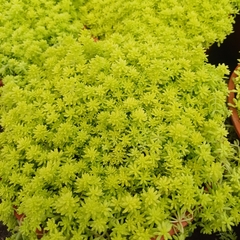 Crasa Sedum de Oro.