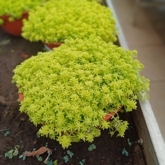 Crasa Sedum de Oro. en internet