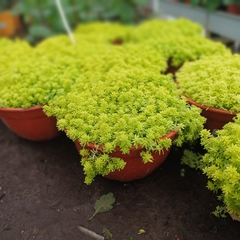 Crasa Sedum de Oro. - comprar online