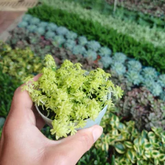 Crasa Sedum de Oro. - tienda online
