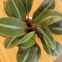 Siderasis Fuscata