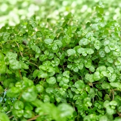Soleirola