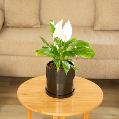 Spatifilium - comprar online