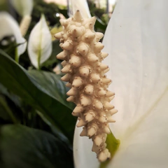 Spatifilium en internet