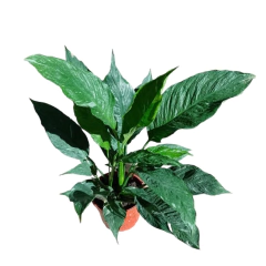 Spatifilium - Vivero Mario