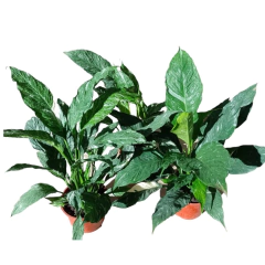 Spatifilium - tienda online