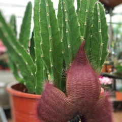 Crasa Stapelia