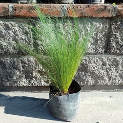 Stipa Tenuissima - comprar online