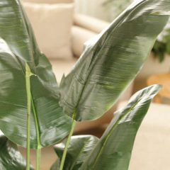 Strelitzia Nicolai (Artificial)