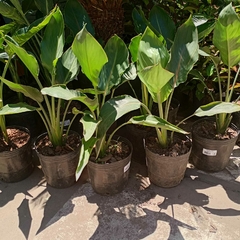 Strelitzia Reginae - Vivero Mario