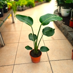 Strelitzia Nicolai - tienda online