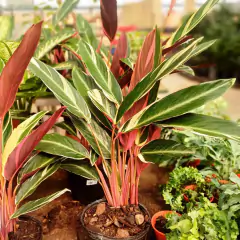 Calathea Stromanthe Triostar - tienda online