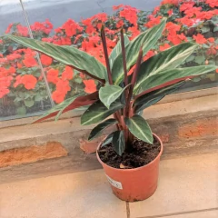Calathea Sanguinea - comprar online