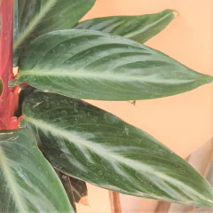 Calathea Sanguinea en internet