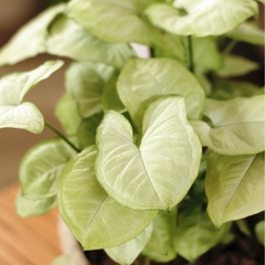 Syngonium
