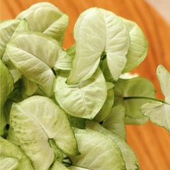 Syngonium en internet