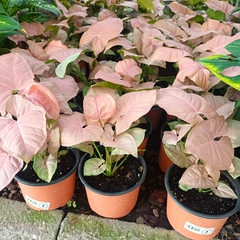 Syngonium rosado - comprar online